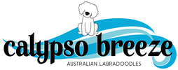 Australian Labradoodles, Puppies Available, Hypo-Allergenic Dogs for Therapy and Companionship